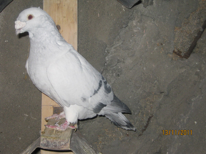 IMG_3987 - standard azur