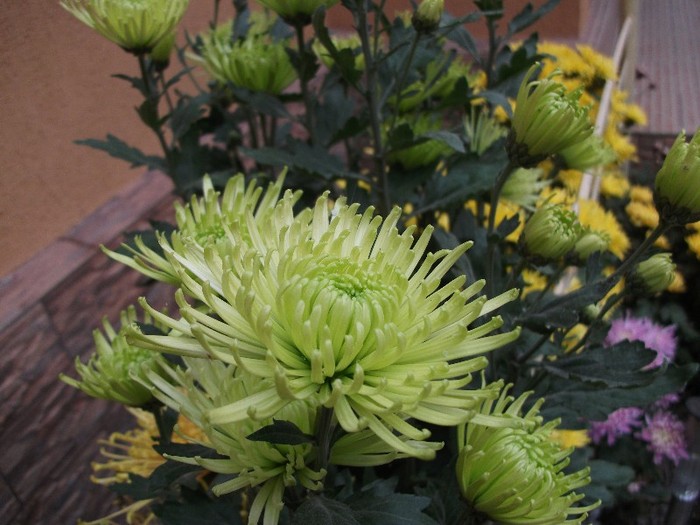 011 - Crizanteme tufanele 2011