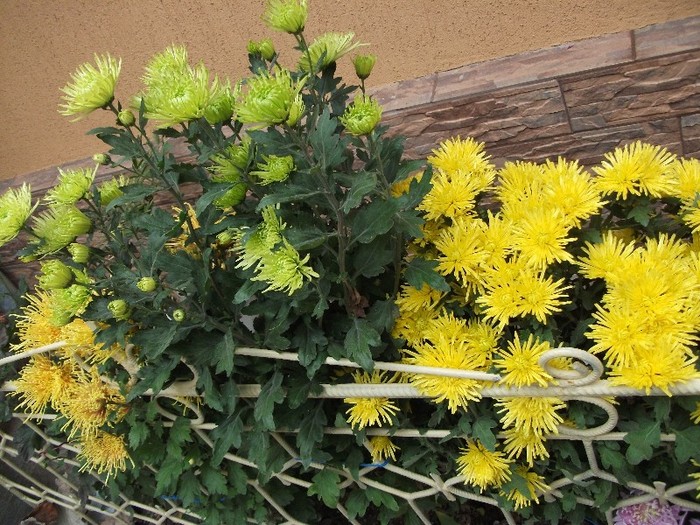 012 - Crizanteme tufanele 2011