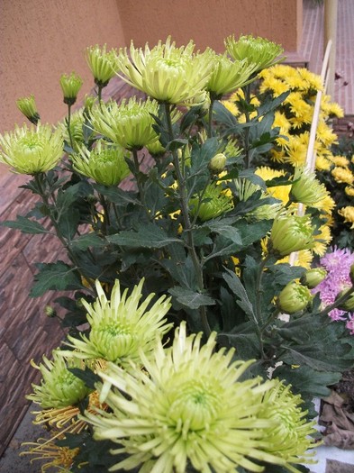 016 - Crizanteme tufanele 2011
