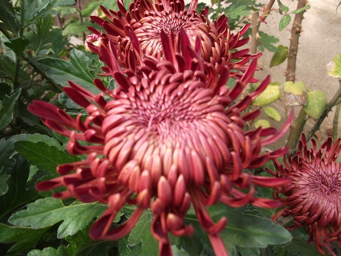 062 - Crizanteme tufanele 2011