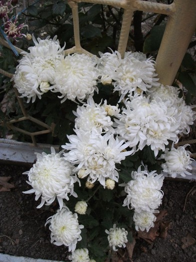 Olymp Whitte