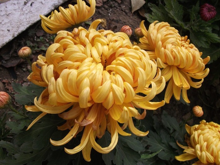 Olymp Orange