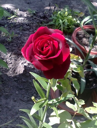 05072011 - Crimson Glory