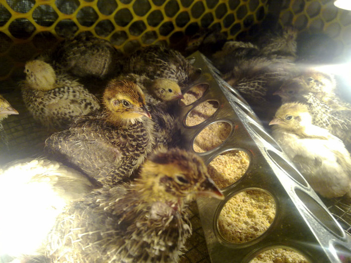 pui 7 zile - prepelite