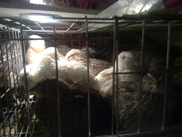 baterie tineret - prepelite