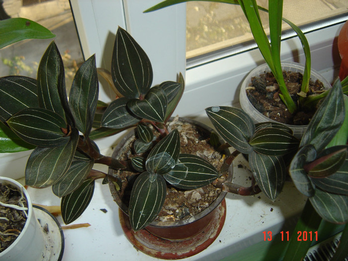 poze 359 - 2012 ORHIDEEA