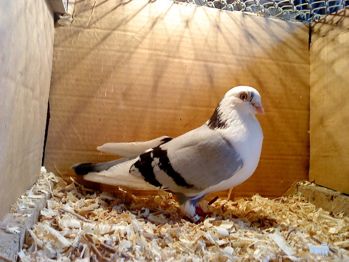 Dat in Cobadin la Osbai - D- Porumbei JUCATORI DE GALATI VANDUTI Album 1