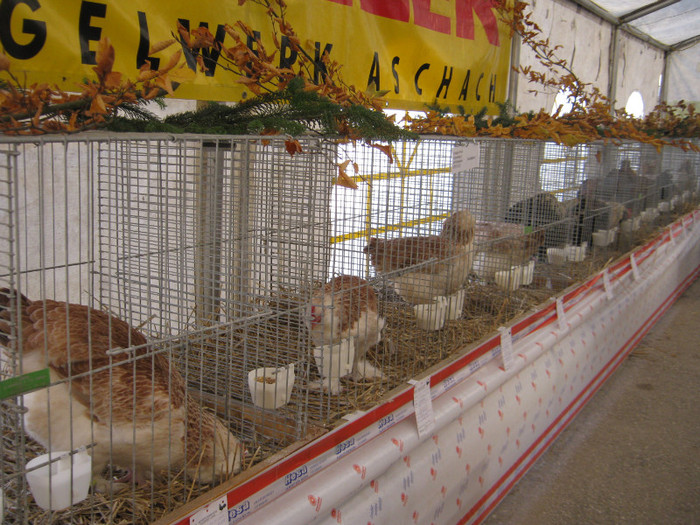 knittel-efer- 185 - E-54-nov --2011-2012-2013-2014