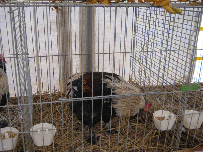 knittel-efer- 186 - E-54-nov --2011-2012-2013-2014