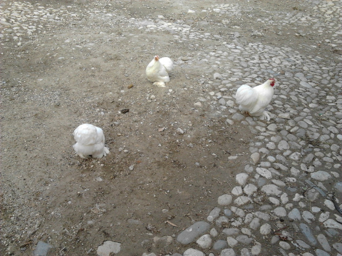 2011-11-13 11.01.42 - COCHINCHINA pitic ALB