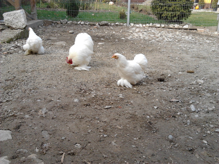 2011-11-13 11.02.18 - COCHINCHINA pitic ALB