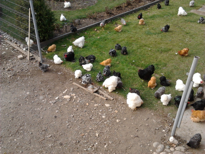 2011-11-13 11.37.14 - COCHINCHINA pitic ALB