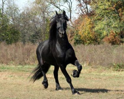 calul-_fresian - cai de rasa friziana