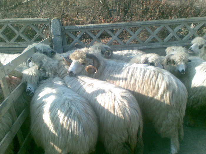 13112011(003) - expozitie de ovine Somcuta Mare 13 11 2011