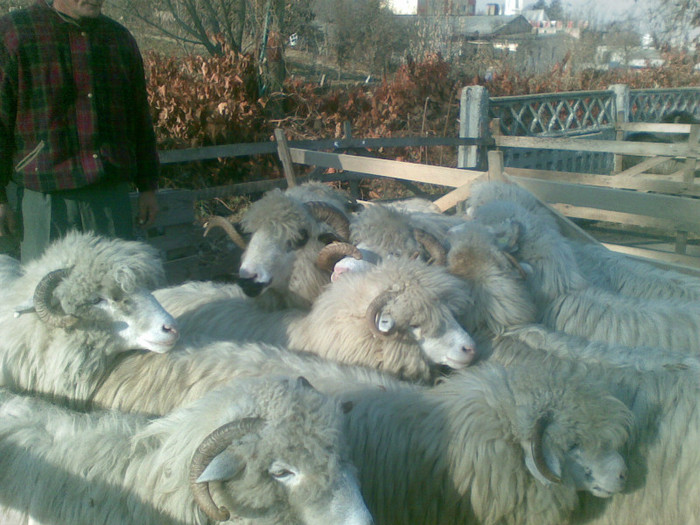 13112011(004) - expozitie de ovine Somcuta Mare 13 11 2011