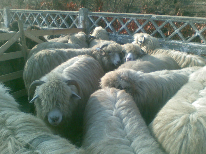 13112011(007) - expozitie de ovine Somcuta Mare 13 11 2011