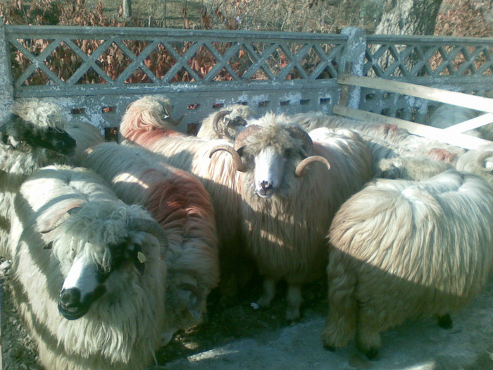 13112011(008) - expozitie de ovine Somcuta Mare 13 11 2011
