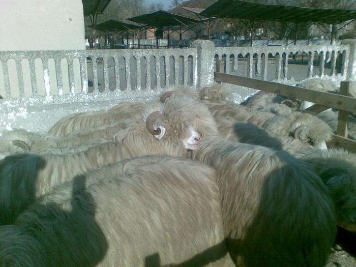 13112011(016) - expozitie de ovine Somcuta Mare 13 11 2011