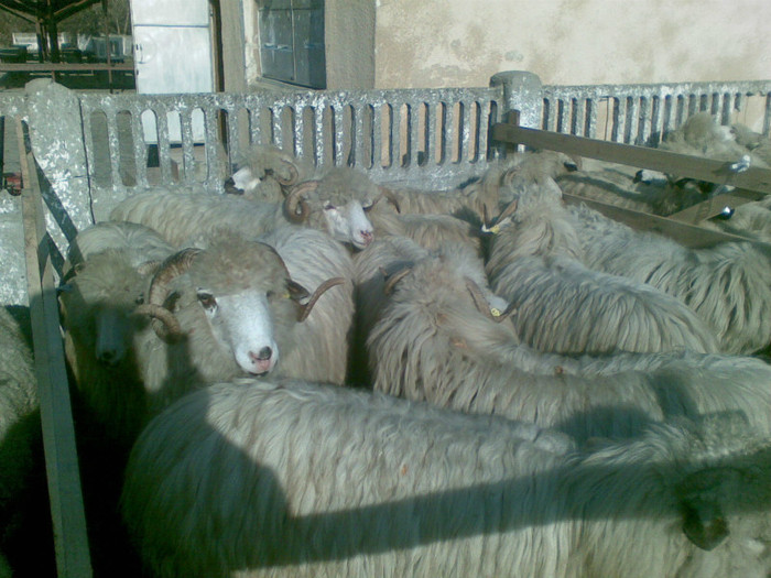 13112011(019) - expozitie de ovine Somcuta Mare 13 11 2011