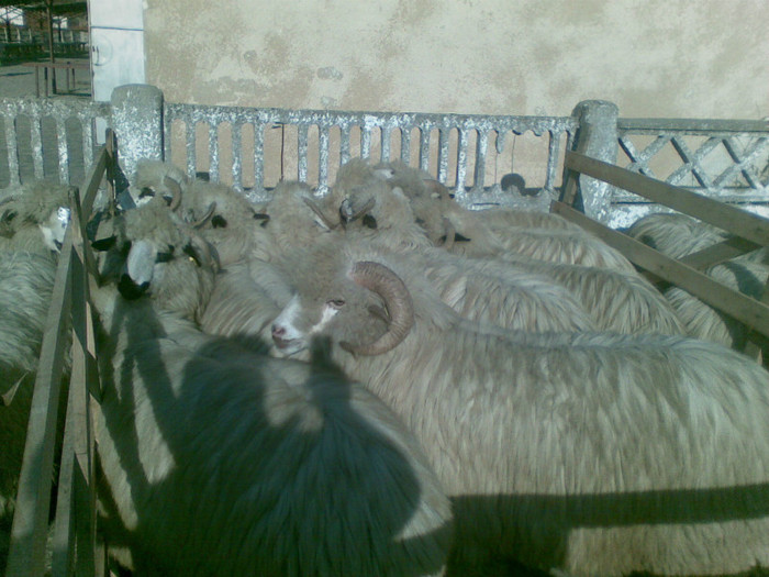 13112011(020) - expozitie de ovine Somcuta Mare 13 11 2011