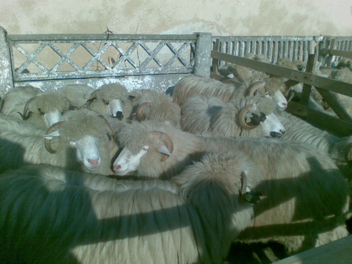 13112011(021) - expozitie de ovine Somcuta Mare 13 11 2011