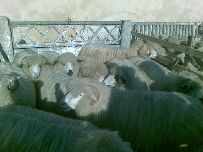13112011(023) - expozitie de ovine Somcuta Mare 13 11 2011