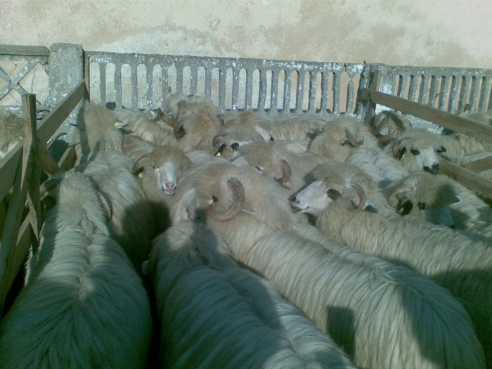 13112011(024) - expozitie de ovine Somcuta Mare 13 11 2011