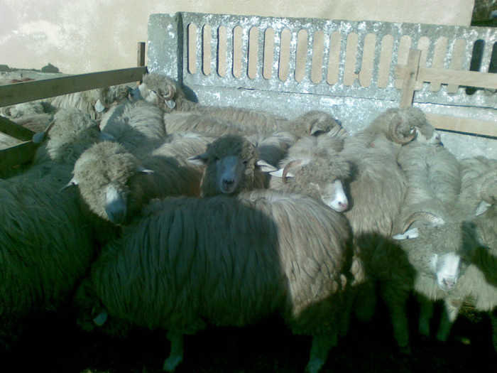13112011(026) - expozitie de ovine Somcuta Mare 13 11 2011