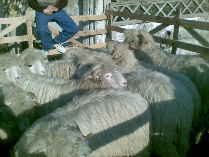 13112011(027) - expozitie de ovine Somcuta Mare 13 11 2011