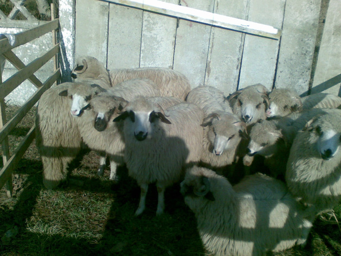 13112011(028) - expozitie de ovine Somcuta Mare 13 11 2011