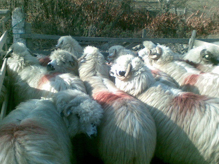 13112011(030) - expozitie de ovine Somcuta Mare 13 11 2011