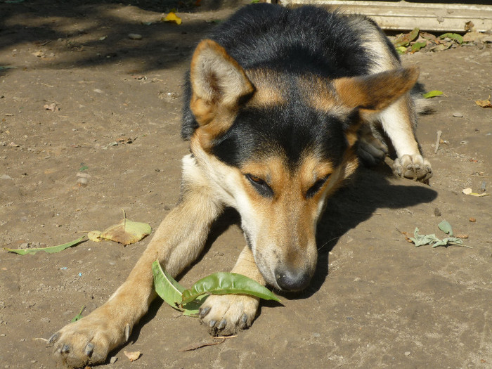 15 oct 2011 - Animalute si pasari