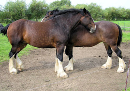 cal-shire - cai de tractiune