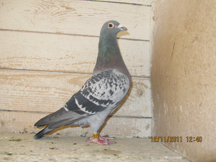 DESMET MATTHIJS 06; ESTE TATAL LOCULUI 1 FOND YEARLING 2008 - CLUB "SOIMUL"-PUCIOASA
