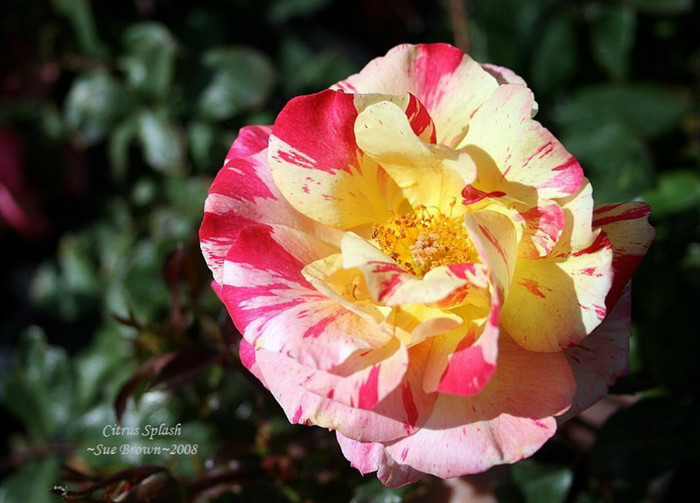 Citrus Splash 1