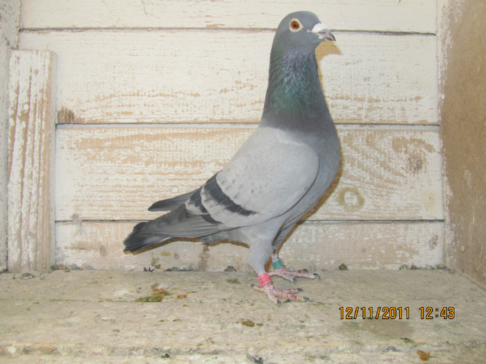 939357-08 - MASCULI DE MATCA
