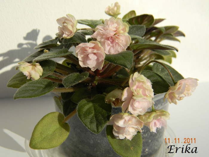 Opera Doc 11-11-2011\' 