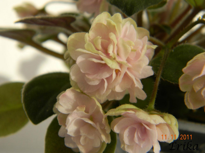 Opera Doc 11-11-2011