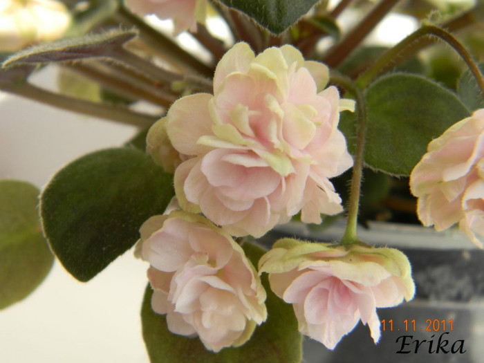 Opera Doc 11-11-2011\'