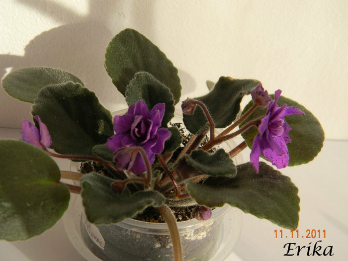 Prince Carnival 11-11-2011 