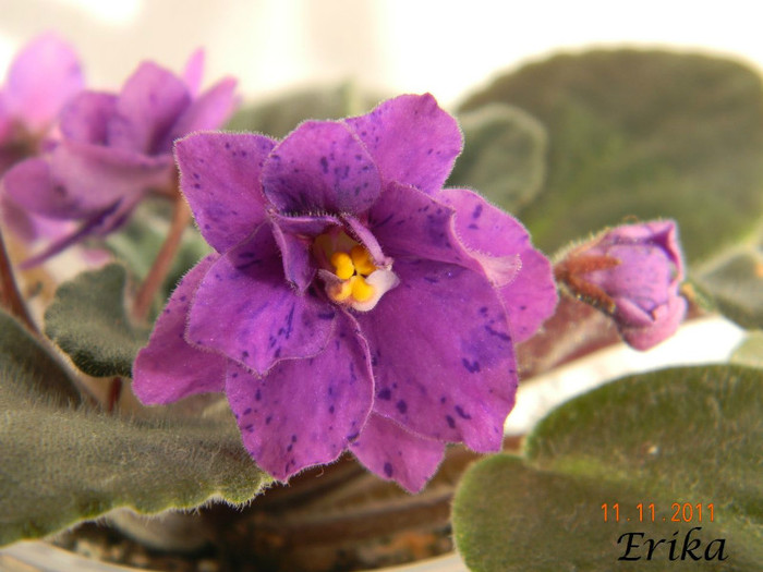 Prince Carnival 11-11-2011