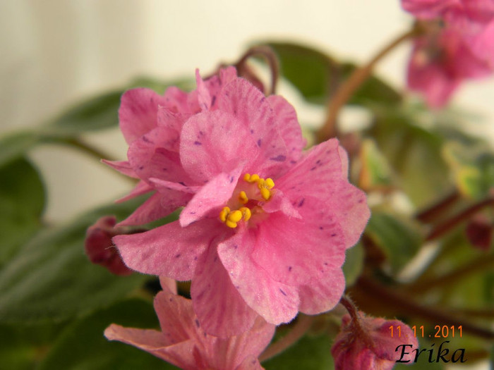 Ramblin´ Spots 11-11-2011 