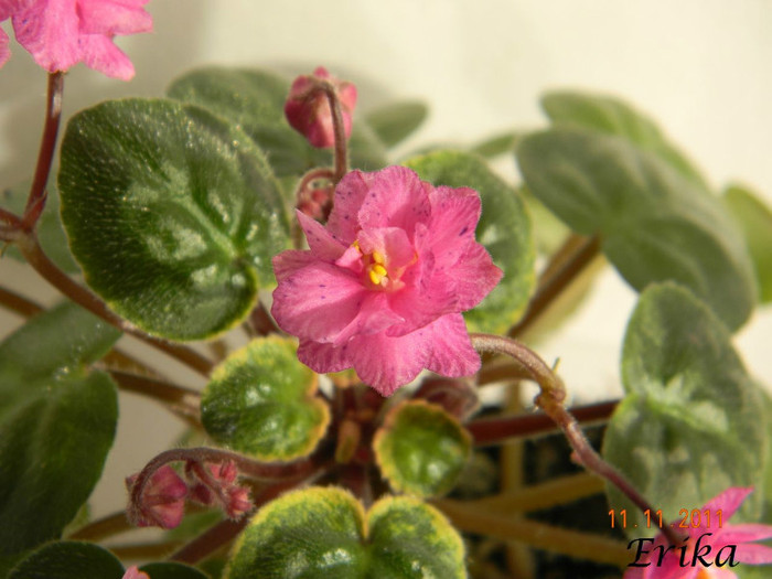 Ramblin´ Spots 11-11-2011 \'