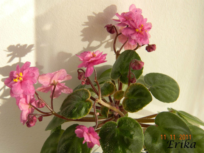 Ramblin´ Spots 11-11-2011\' 