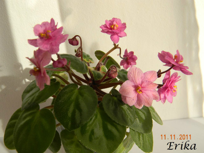 Ramblin´ Spots 11-11-2011