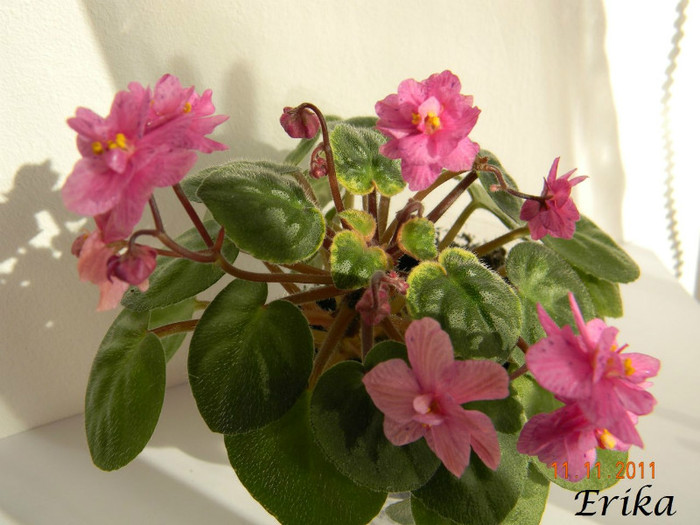 Ramblin´ Spots 11-11-2011\'