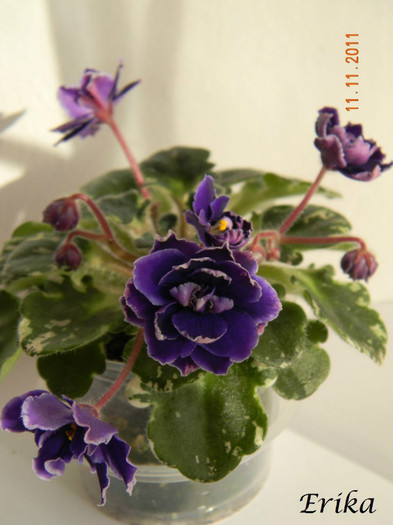 Star Wars 11-11-2011\'