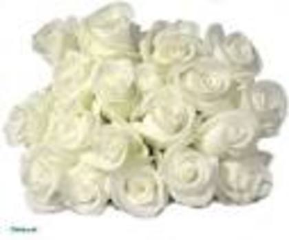 trandafiri albi