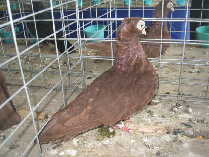 IMG_7912 - Lugoj 11 13 Noiembrie 2011